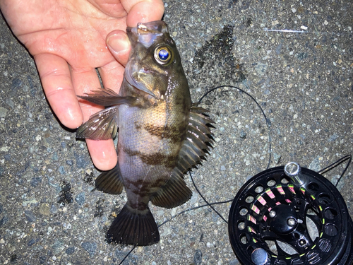 メバルの釣果