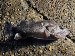 ソイの釣果