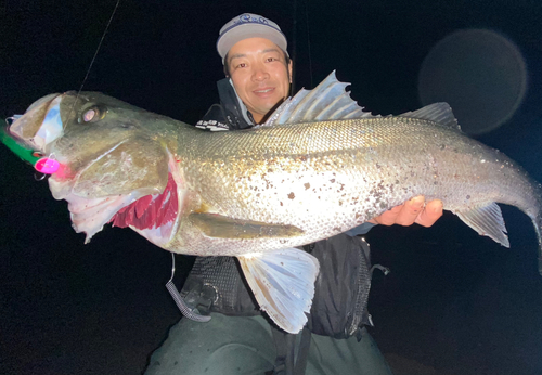 スズキの釣果