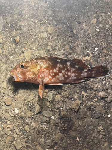 カサゴの釣果