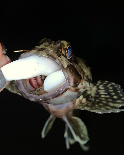 タケノコメバルの釣果