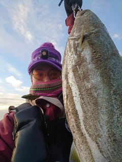 ブリの釣果