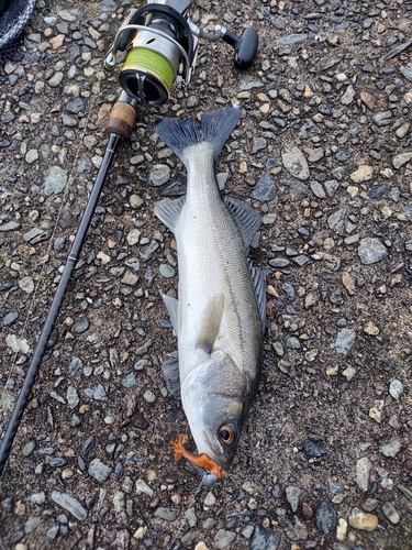 フッコ（タイリクスズキ）の釣果