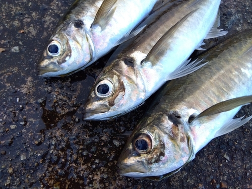 アジの釣果