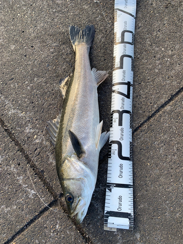 スズキの釣果