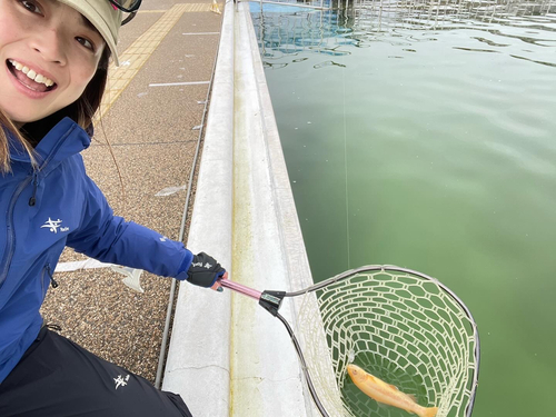 ニジマスの釣果