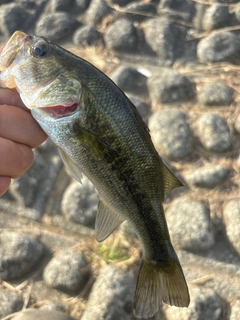 ラージマウスバスの釣果