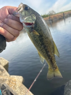 ラージマウスバスの釣果