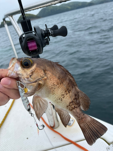 メバルの釣果