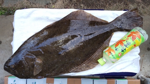 ヒラメの釣果