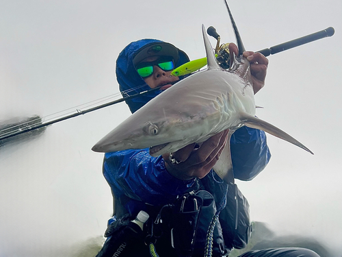 サメの釣果