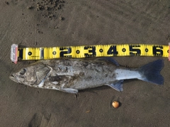 スズキの釣果