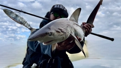 サメの釣果