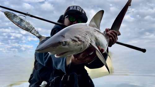 サメの釣果