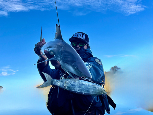 サメの釣果