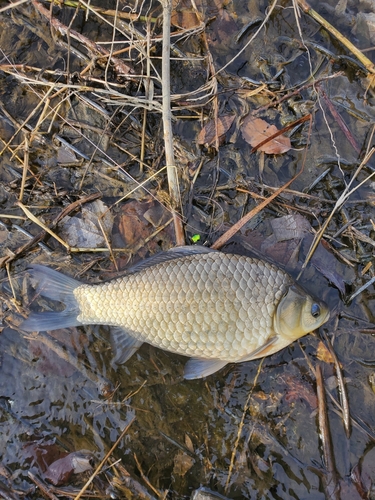 釣果