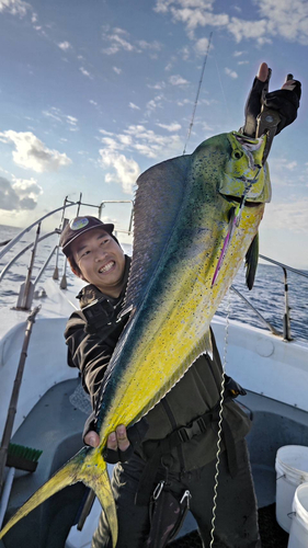 シイラの釣果