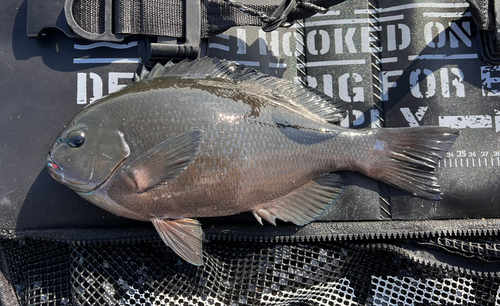 メジナの釣果