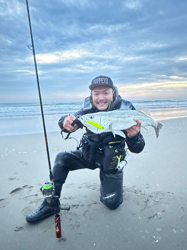 スズキの釣果