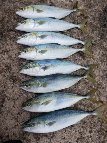 ハマチの釣果