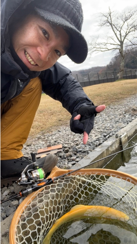 アルビノニジマスの釣果