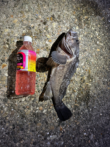 クロソイの釣果