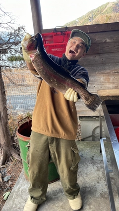 ニジマスの釣果