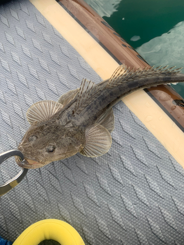 マゴチの釣果