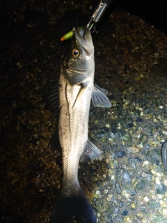 シーバスの釣果