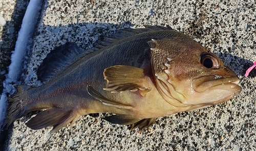 シマソイの釣果