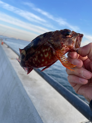 カサゴの釣果