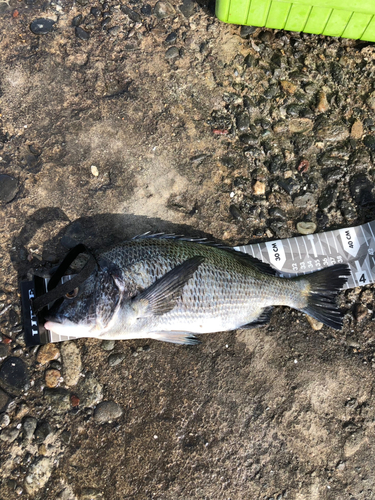 クロダイの釣果