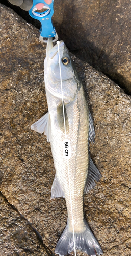 スズキの釣果