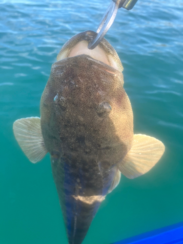 マゴチの釣果