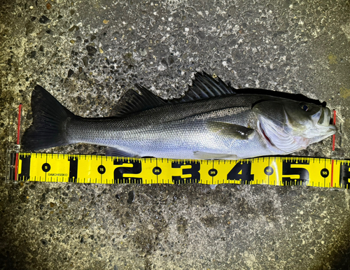 フッコ（マルスズキ）の釣果