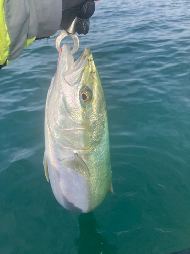 ワラサの釣果