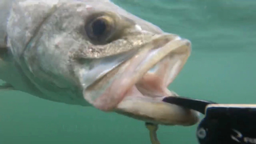 スズキの釣果