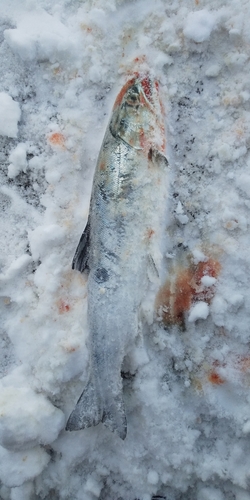 サクラマスの釣果