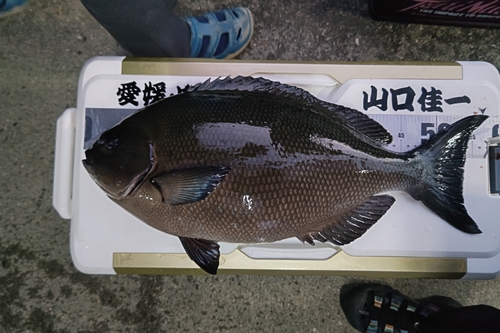 オナガグレの釣果