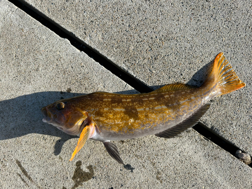 アイナメの釣果