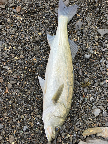 スズキの釣果