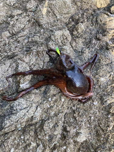 タコの釣果