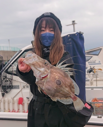 マトウダイの釣果