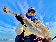 マゴチの釣果