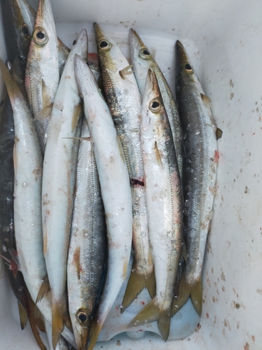 カマスの釣果