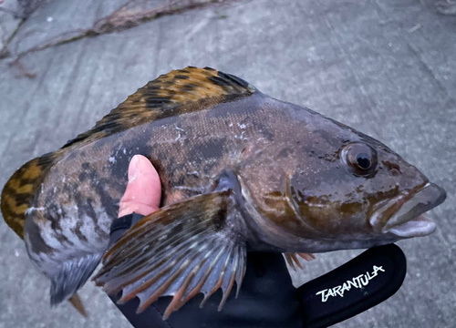 アイナメの釣果