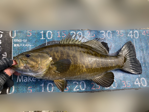 スモールマウスバスの釣果