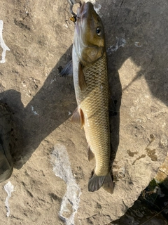 ニゴイの釣果