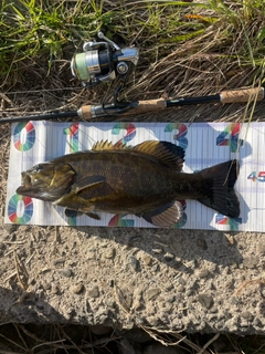 スモールマウスバスの釣果