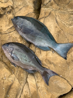 クチブトグレの釣果